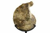 Cretaceous Ammonite (Mammites) Fossil with Metal Stand - Morocco #164220-3